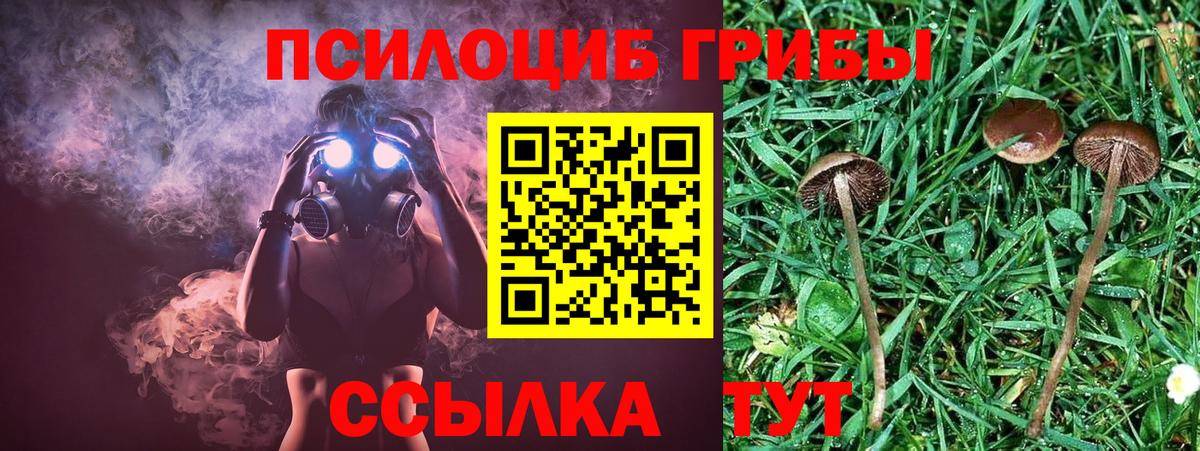 Прокопьевск  Псилоцибиновые грибы Psilocybe  Вход с VPN  Галлюциногенные грибы Psilocybe 